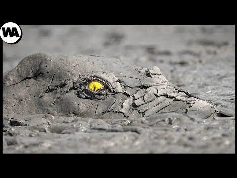 Видео: Животные, с Которыми Природа Поступила Несправедливо