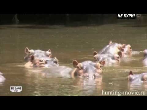 Видео: Охота на гиппопотама. Часть 1. Охота на бегемота в Танзании . 2018
