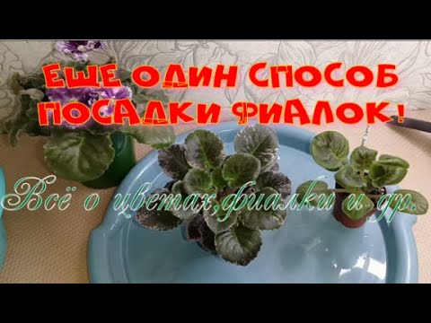 Видео: Ещё один способ посадки фиалок! Рабочие моменты!#цветы #flowers #фиалки