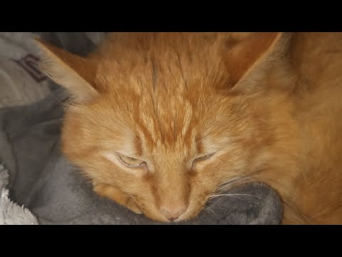 Видео: Kosmiks Varvar TV эфире! Kosmiks.Я с вами.Подпишись. играть буду с теми кт писал на канале Космиксу