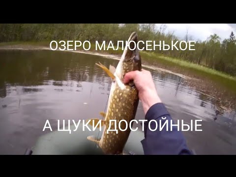 Видео: БОЛЬШИЕ ЩУКИ в маленьком озерце.РЫБАЛКА НА ЖИВЦА. #10