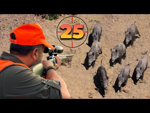 Видео: 25 Идеальных Выстрелов за 14 Минут | ЛУЧШИЕ Моменты Охоты на ДИКИХ КАБАНОВ!