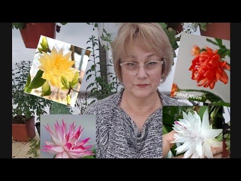Видео: Декабристы за 10000р