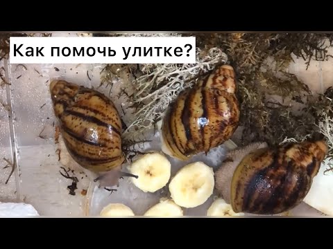 Видео: Болезни улиток Ахатин|Глисты у улиток|Лечение|Профилактика|Причины