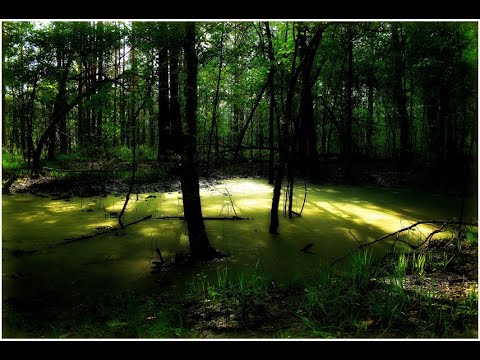 Видео: Мещерский край