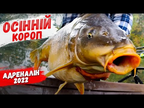 Видео: Рибалка на коропа восени, Адреналін, жовтень 2022