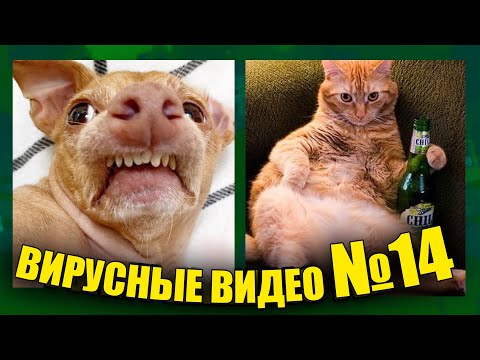 Видео: ВИРУСНЫЕ ВИДЕО / Подборка смешные моменты с животными №14