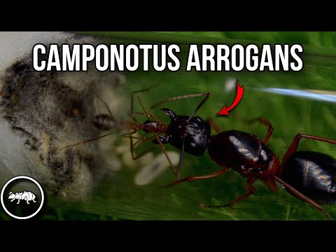 Видео: ИНТЕРЕСНАЯ ИСТОРИЯ С ГРУСТНЫМ КОНЦОМ // CAMPONOTUS ARROGANS // AntKeeper