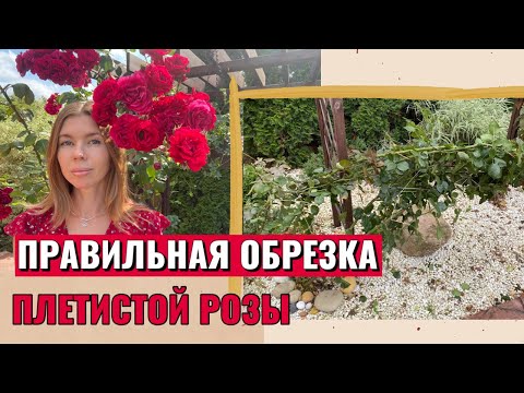 Видео: ОБРЕЗКА ПЛЕТИСТОЙ РОЗЫ ОСЕНЬЮ. Как снять с опоры, обрезать и пригнуть плетистую розу перед зимовкой