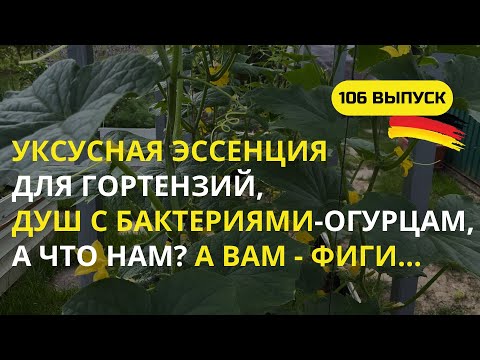 Видео: Дача в Германии. Что хотят огурцы в жаркий летний день? Что нужно гортензиям в июле и не только?