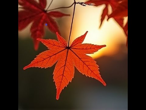 Видео: ОСЕНЬ  В  РАЗГАРЕ