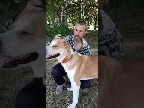 Видео: Поводок - контроллер! Для чего нужен и как им пользоваться? (Питомник ЗУР БАШИ❤)