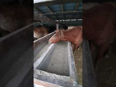 Видео: откорм Лошадей! Итоги