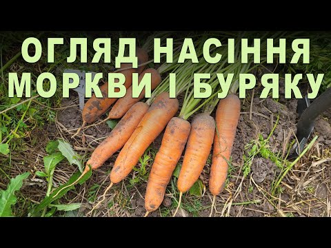 Видео: Морква і буряк - огляд насіння смачних солодких гібридів (сортів), які гарно зберігаються взимку
