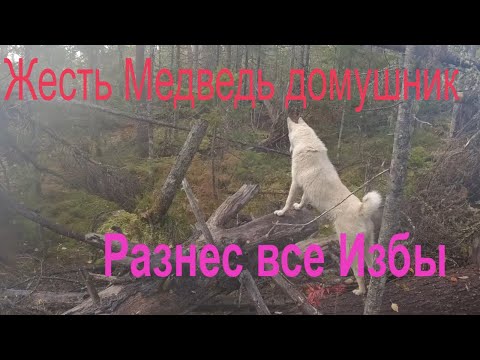 Видео: Жесть-Медведь Домушник Разграбил Все Избушки .Таёжные Сибирские Будни.(bear)