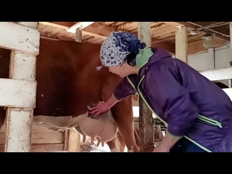 Видео: КАК Я С НЕЙ СПРАВЛЯЮСЬ?!ДОЙКА СТРОПТИВОЙ КОРОВЫ😱