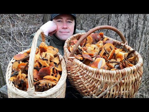 Видео: ДВЕ КОРЗИНЫ ФЛАММУЛИНЫ! Грибоед - это МАНЬЯК!