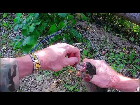 Видео: Как то так. 