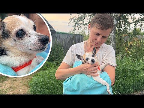 Видео: Плохо видит и очень мало ест. Встречаем старушечку Стешу!