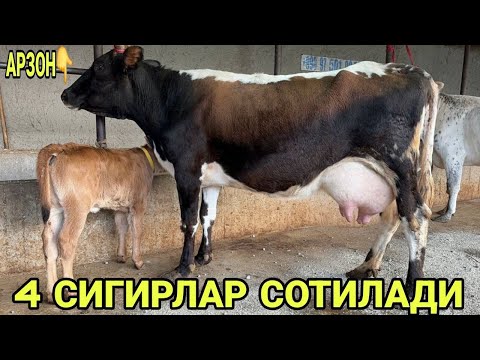 Видео: АКМАЛ АКАДАН СИФАТЛИ СУТЛАРИ КУП 4 ТА СИГИРЛАР СОТИЛАДИ SOTILADIGON SIGIRLAR NARXI 31 октября 2025