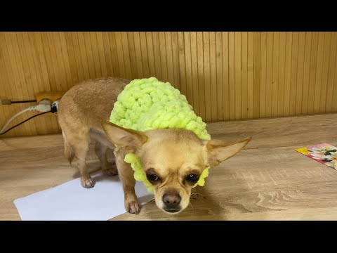 Видео: Подробный туториал (DIY) для новичков на жилетку для животных из Ализе Пуффи(Alize Puffy)