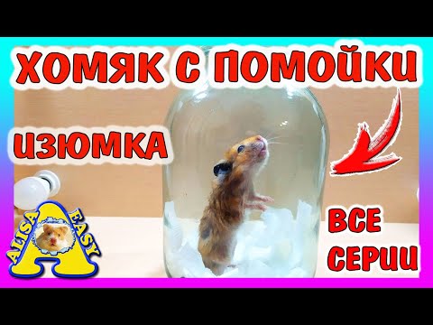 Видео: ВЫБРОСИЛИ ХОМЯКА НА ПОМОЙКУ / ИЗЮМКА ВСЕ СЕРИИ / вся история хомки /Alisa Easy Pets