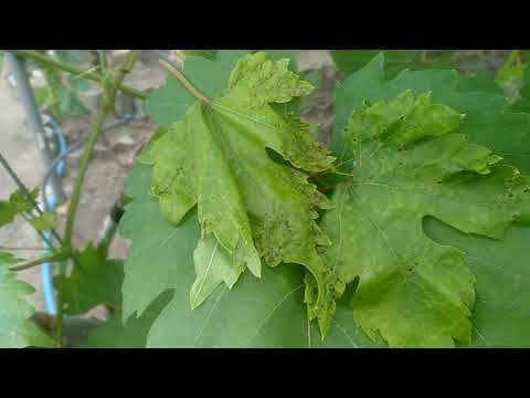 Видео: Антракноз на винограднике: как он проявляется?