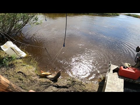 Видео: рыбалка на паук подъёмник ловля сазана рекомендую посмотреть