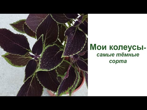 Видео: Мои колеусы - самые тёмные сорта.