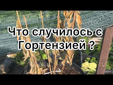 Видео: Почему у гортензии сохнет лист , цветы ?. Вирусы , болезни гортензий . Почему гортензия погибает ?