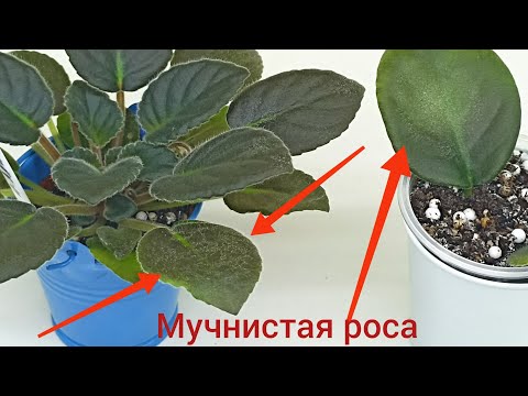 Видео: Мучнистая роса на фиалках. Коварный враг для фиалок зимой. Причины появления и способ лечения!