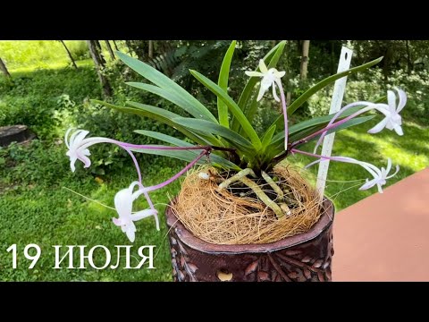 Видео: Мои короли и королевы. Цветение орхидей в июле 2025. Неофинетия, дендробиум, энциклия , фаленопсисы.