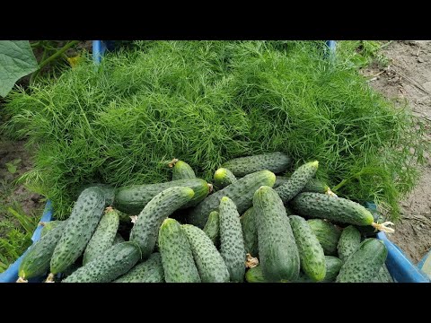 Видео: СЕКРЕТ шикарного УКРОПА🥦. ОГУРЦЫ🥒 + УКРОП 🥦 совместная посадка на узкой грядке.