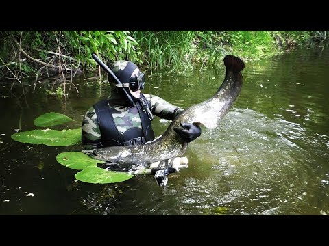 Видео: СОМ в НОРЕ. Тактика поиска СОМА на реке. Подводная охота.