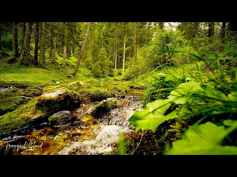 Видео: Музыка лечит сердце и сосуды🌿 Успокаивающая музыка восстанавливает нервную систему,расслабляющая