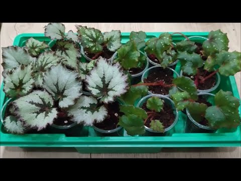 Видео: КАК ОТСАДИТЬ ДЕТОК декоративных 🌺 БЕГОНИЙ от фрагмента листа ⁉️