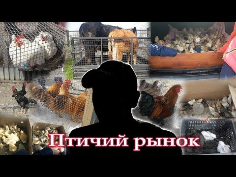 Видео: Птичий рынок г.Каскелен