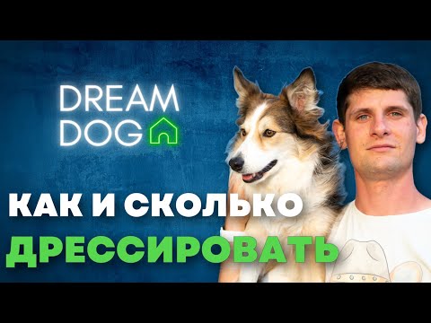 Видео: С какого возраста дрессировать собаку 🐶 График и команды