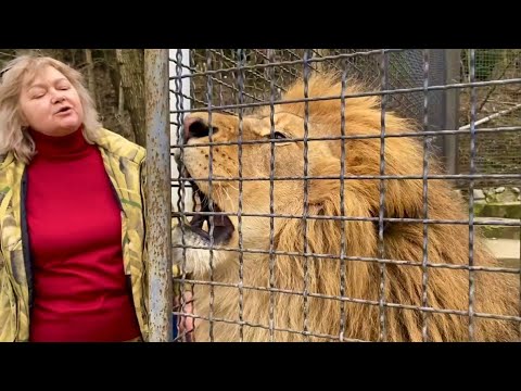 Видео: Лев выращенный Татьяной Ивановной устроил ей ПОТРЯСАЮЩИЙ КОНЦЕРТ!