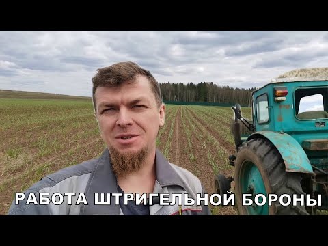 Видео: РАБОТА НА ТРАКТОРЕ ШТРИГЕЛЬНОЙ БОРОНОЙ