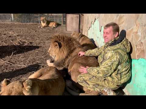 Видео: Львица Стерва ДАЕТ СЕБЯ ГЛАДИТЬ !!!