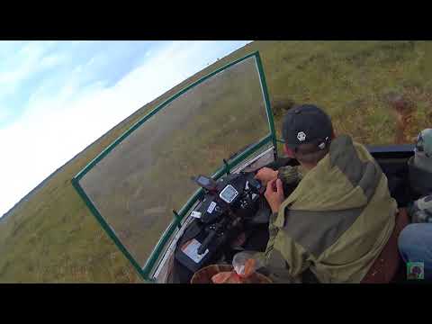 Видео: На болото за клюквой втроем на Пельце Мини