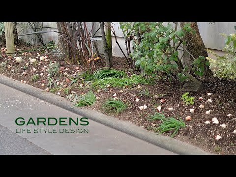 Видео: [САДЫ] Уход за садом в декабре | Улучшение почвы и посадка луковичных | Урок зимнего садоводства ...