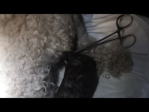 Видео: Беременность и роды у собак. ЧТО НАДО ОБЯЗАТЕЛЬНО ЗНАТЬ! Ч. 3.(роды)
