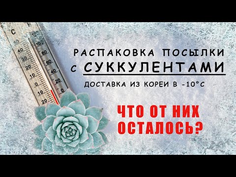 Видео: Распаковка второй посылки с Суккулентами из Кореи