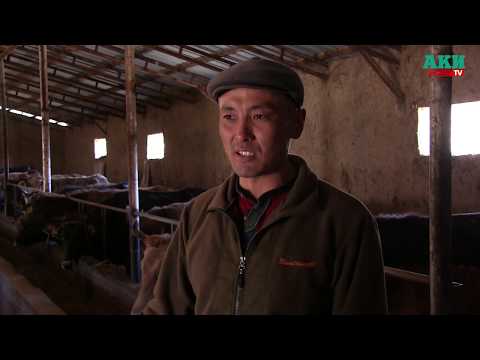 Видео: Кара- Кулжалык Дастан  Ботоев асыл тукум малдарды багууда