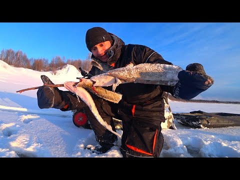 Видео: И ТУТ УСТАИЧА ПОНЕСЛО! ОДИН НА ЛЬДУ В МОРОЗ И СОЛНЦЕ. РЫБАЛКА 2020