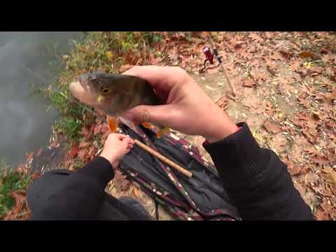 Видео: Рыбалка на окуня на дроп шот и червя 2025