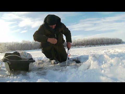 Видео: Как клюет рыба в куржак.Рыбалка на Оби в феврале.