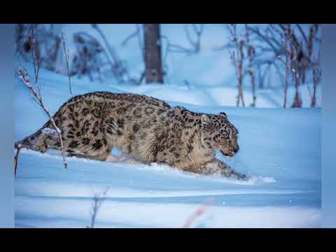 Видео: Барыс туралы қызықты мәліметтер